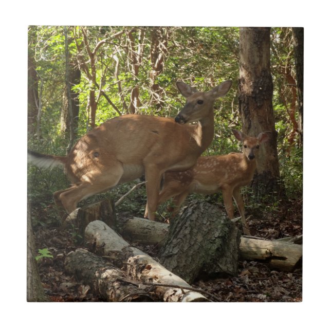 Mother and Baby Deer at Shenandoah National Park Ceramic Tile (Front)