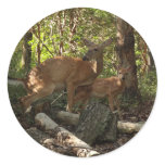 Mother and Baby Deer at Shenandoah National Park Classic Round Sticker