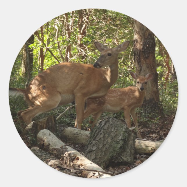 Mother and Baby Deer at Shenandoah National Park Classic Round Sticker (Front)