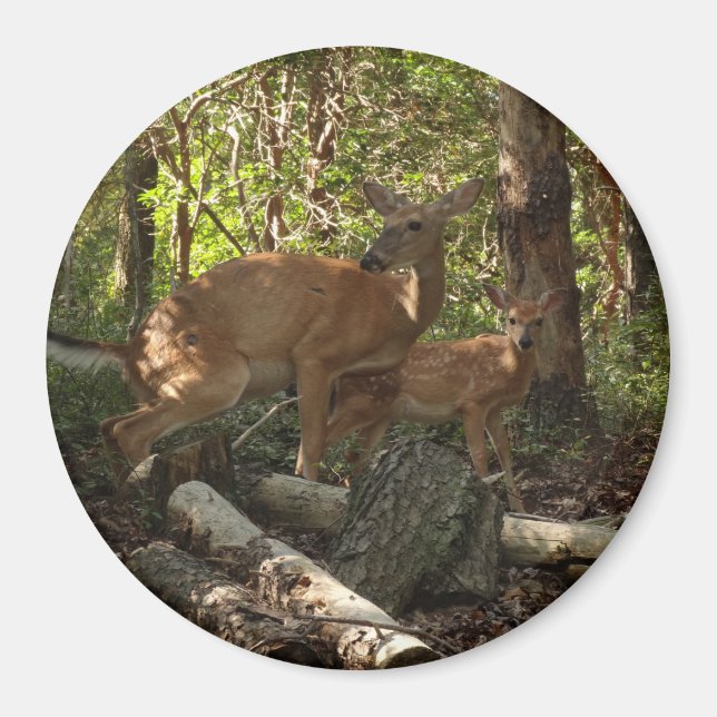 Mother and Baby Deer at Shenandoah National Park Magnet (Front)