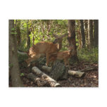 Mother and Baby Deer at Shenandoah National Park Postcard