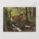 Mother and Baby Deer at Shenandoah National Park Postcard
