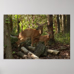 Mother and Baby Deer at Shenandoah National Park Poster