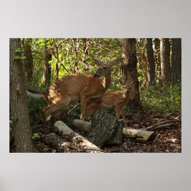 Mother and Baby Deer at Shenandoah National Park Poster (Front)