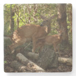 Mother and Baby Deer at Shenandoah National Park Stone Coaster