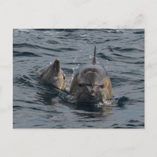 Mother and baby dolphins close_up postcard