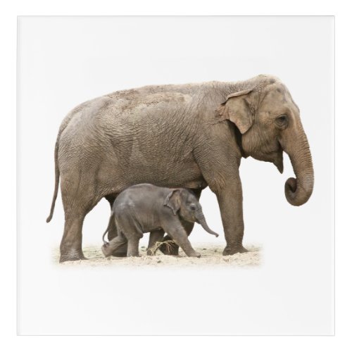 Mother and Baby Elephant Acrylic Print