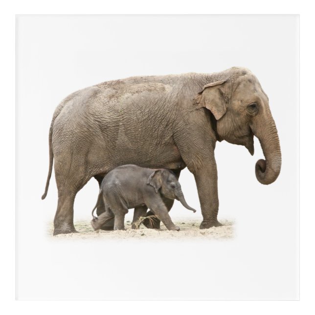 Mother and Baby Elephant Acrylic Print (Front)