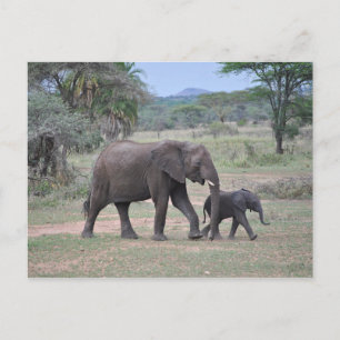 Mother and Baby Elephant Photo Postcard