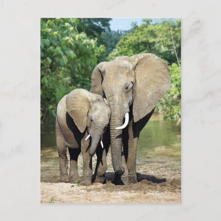 baby and mom african elephants