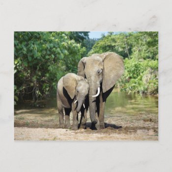 Mother And Baby Elephant Postcard by thecoveredbridge at Zazzle