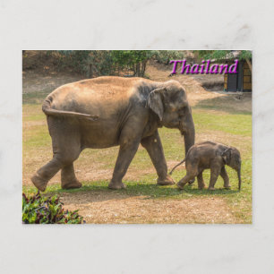 Mother and Baby Elephant, Thailand Postcard