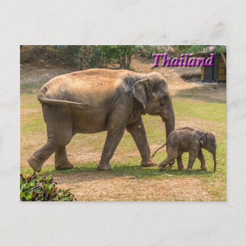 Mother and Baby Elephant Thailand Postcard