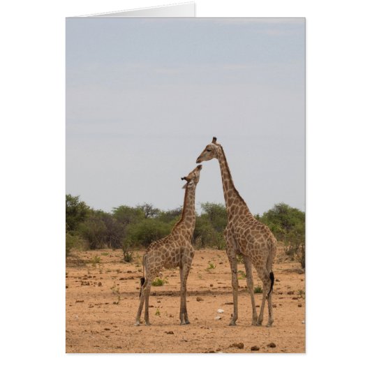 Mother and baby giraffe (Front)
