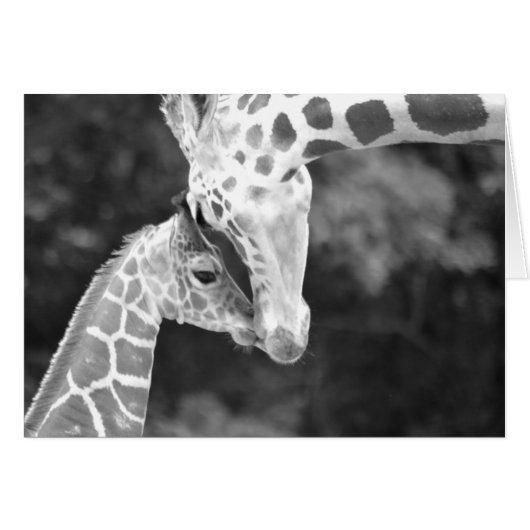 Mother and Baby Giraffe cuddle. Cards (Front Horizontal)