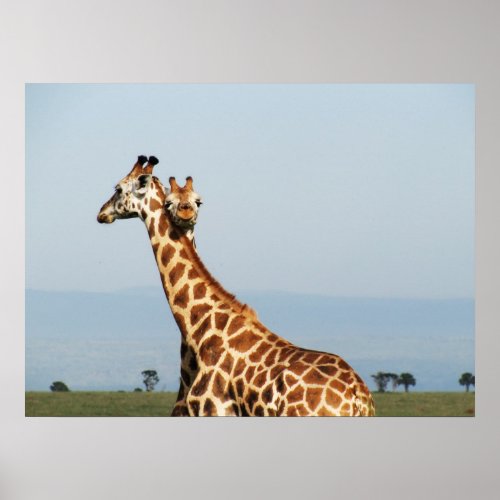 Mother and baby giraffe hugging poster