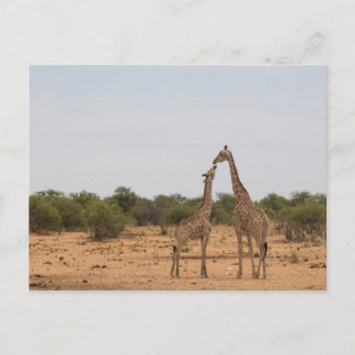 Mother and baby giraffe postcard