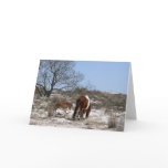 Mother and Baby Horse at Assateague National Park Card
