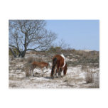 Mother and Baby Horse at Assateague National Park Postcard