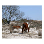 Mother and Baby Horse at Assateague National Park Poster