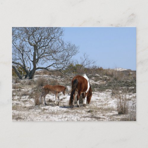 Mother and Baby Horse at Assateague Postcard