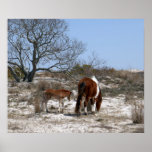 Mother and Baby Horse at Assateague Poster