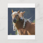 Mother And Baby Horse Postcard at Zazzle