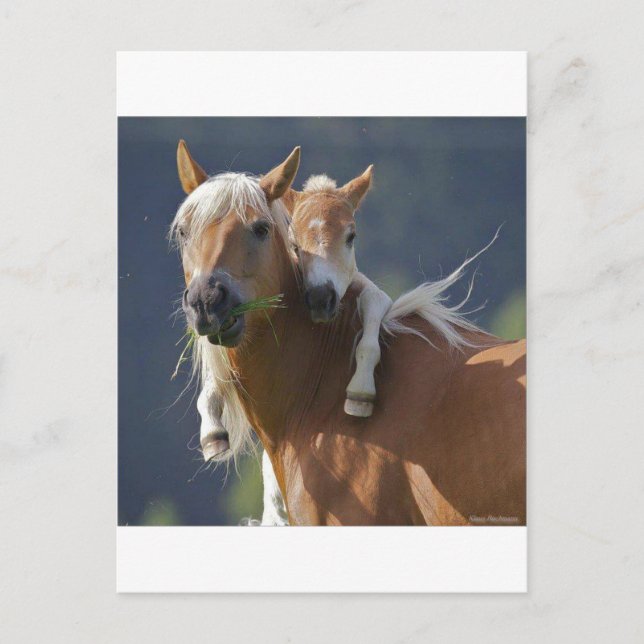Mother and Baby Horse Postcard (Front)