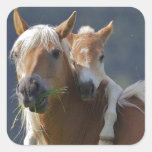 Mother And Baby Horse Square Sticker at Zazzle