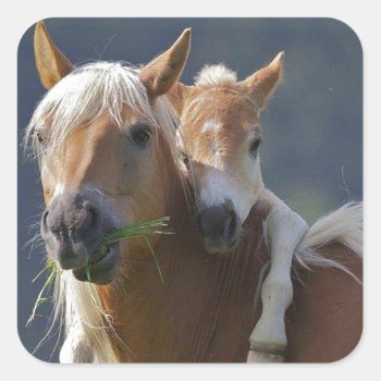 Mother And Baby Horse Square Sticker by deenies at Zazzle