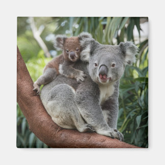 Mother and Baby Koala Bear Magnet