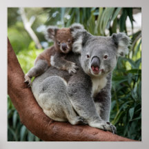 Mother and Baby Koala Bear