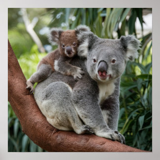 Mother and Baby Koala Bear Poster