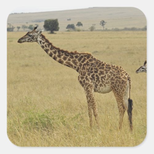 Mother and baby Masai Giraffe Giraffa 2 Square Sticker