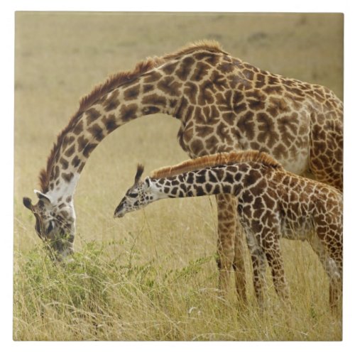 Mother and baby Masai Giraffe Giraffa Ceramic Tile