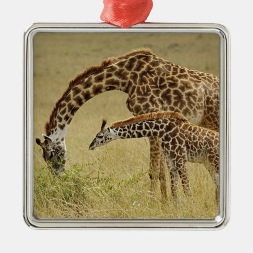 Mother and baby Masai Giraffe Giraffa Metal Ornament