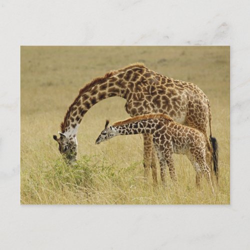 Mother and baby Masai Giraffe Giraffa Postcard