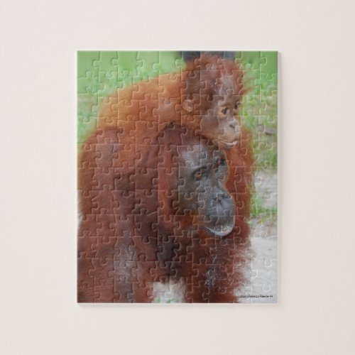 Mother and Baby Orangutan Borneo Jigsaw Puzzle