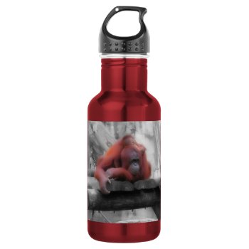 Mother And Baby Orangutan Water Bottle by Wilderzoo at Zazzle