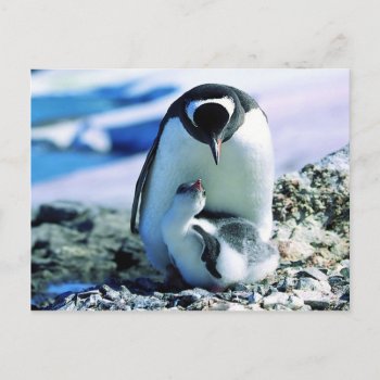 Mother And Baby Penguin Postcard by thecoveredbridge at Zazzle