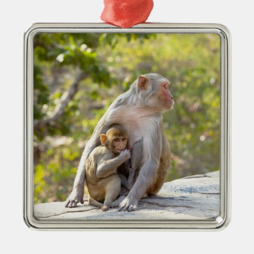 Mother and baby Rhesus Macaque monkeys on wall Metal Ornament