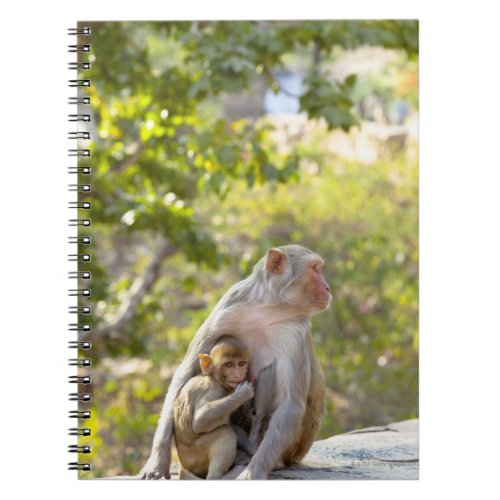 Mother and baby Rhesus Macaque monkeys on wall Notebook