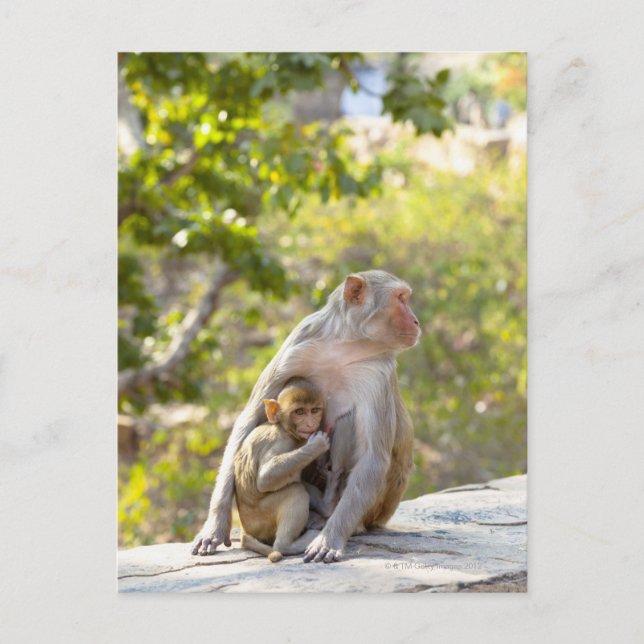Mother and baby Rhesus Macaque monkeys on wall Postcard (Front)