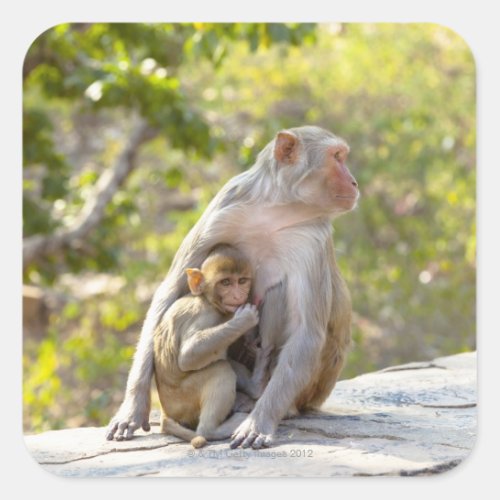 Mother and baby Rhesus Macaque monkeys on wall Square Sticker