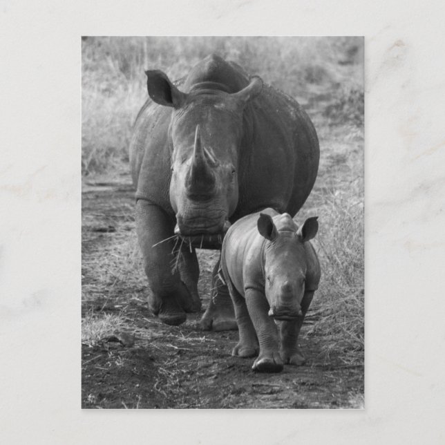 Mother and Baby Rhino Postcard (Front)