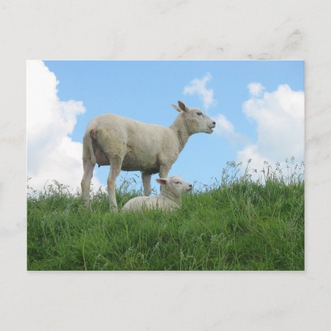 Mother and Baby Sheep Spring PostCard (Front)