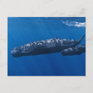 Mother and Baby Sperm Whale Physeter macrocephalus Postcard