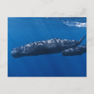 Mother and Baby Sperm Whale Physeter macrocephalus Postcard