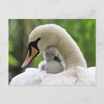 Mother And Baby Swan Postcard by thecoveredbridge at Zazzle