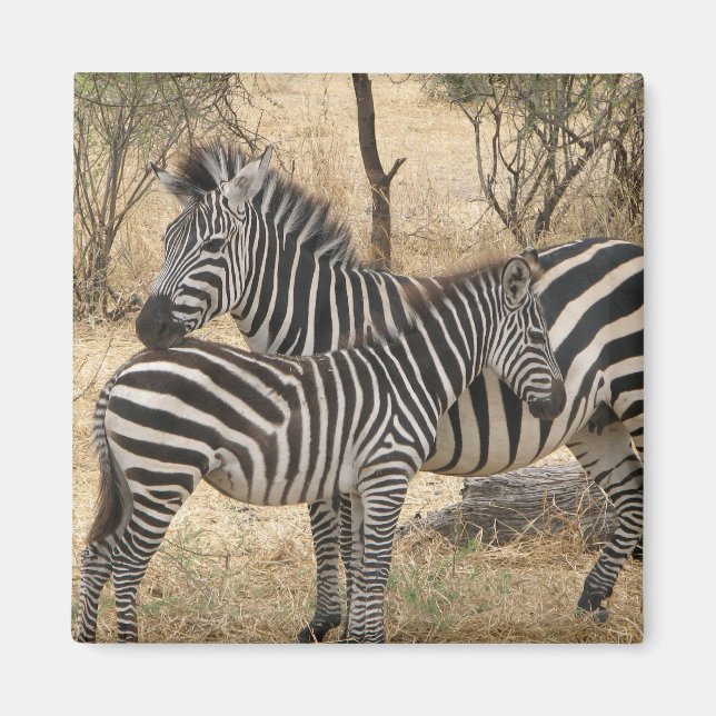 Mother and Baby Zebra Magnet (Front)